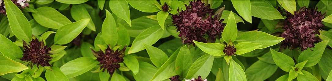 Harvest Health Foods Welcomes Herb Pharm