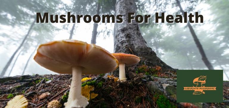 Seminar - Medicinal Mushrooms 
