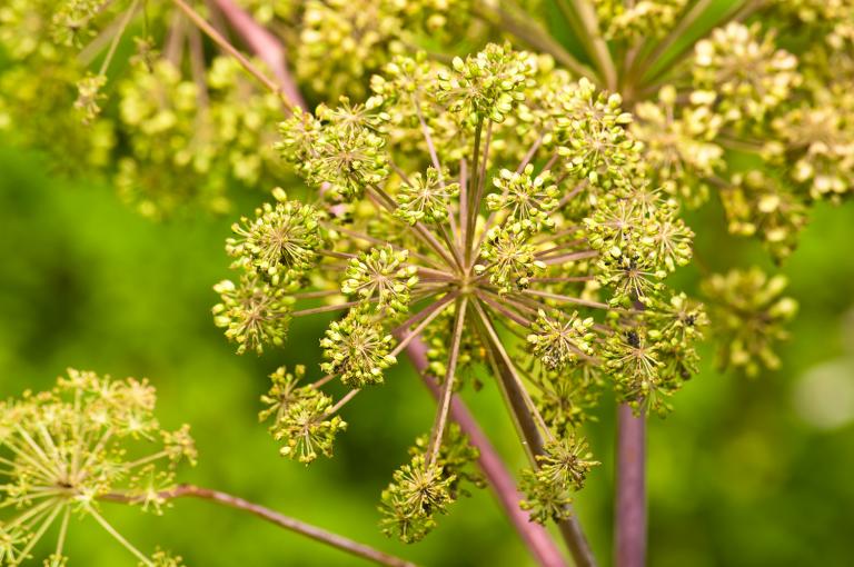 Angelica medicine plant and food, a closeup of the flower.