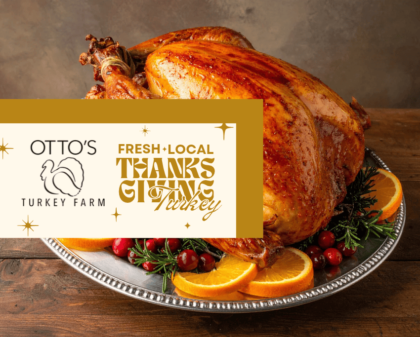 Image of a well-dressed Thanksgiving turkey